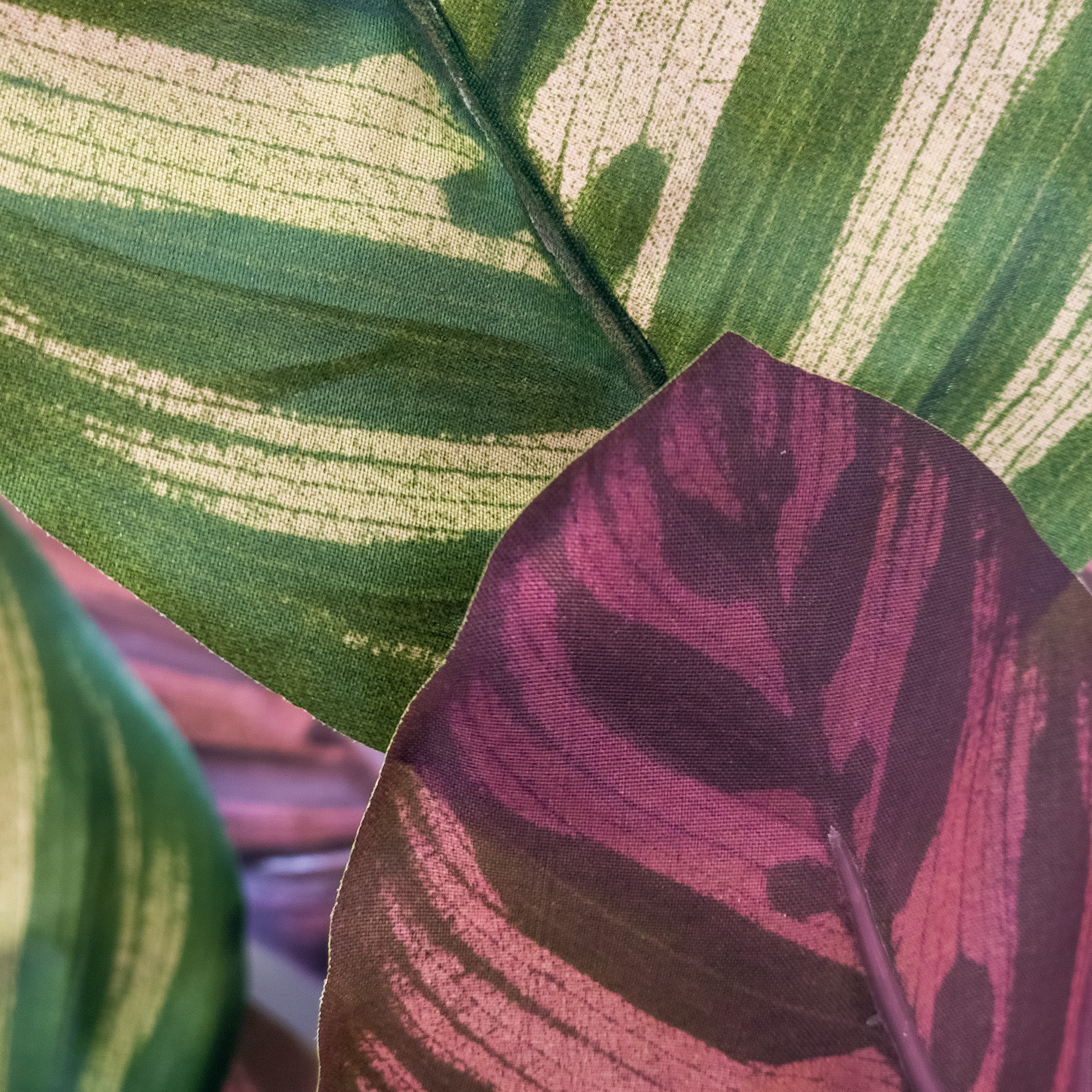 Calathea Makoyana rot/grün, 67 cm