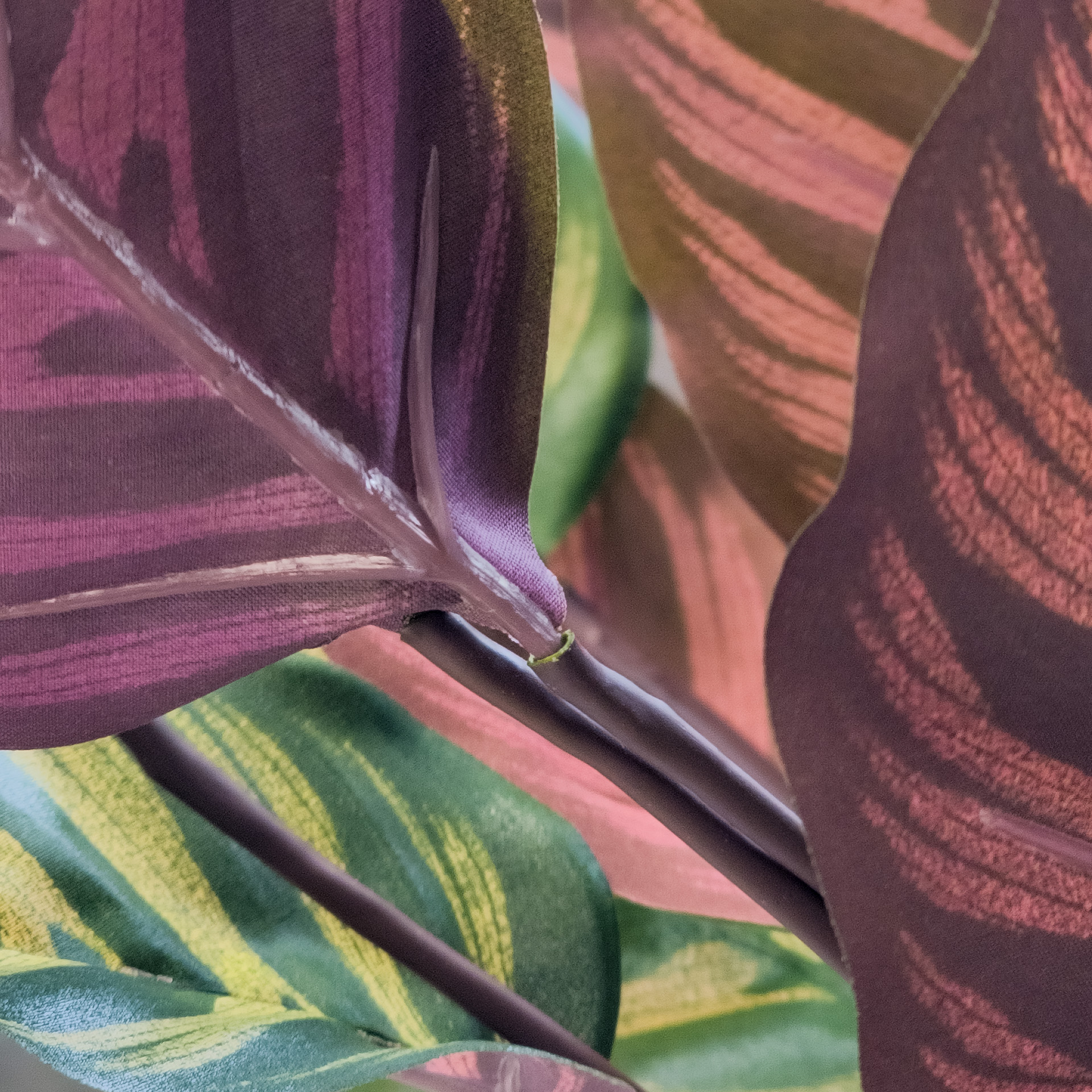Calathea Makoyana rot/grün, 67 cm