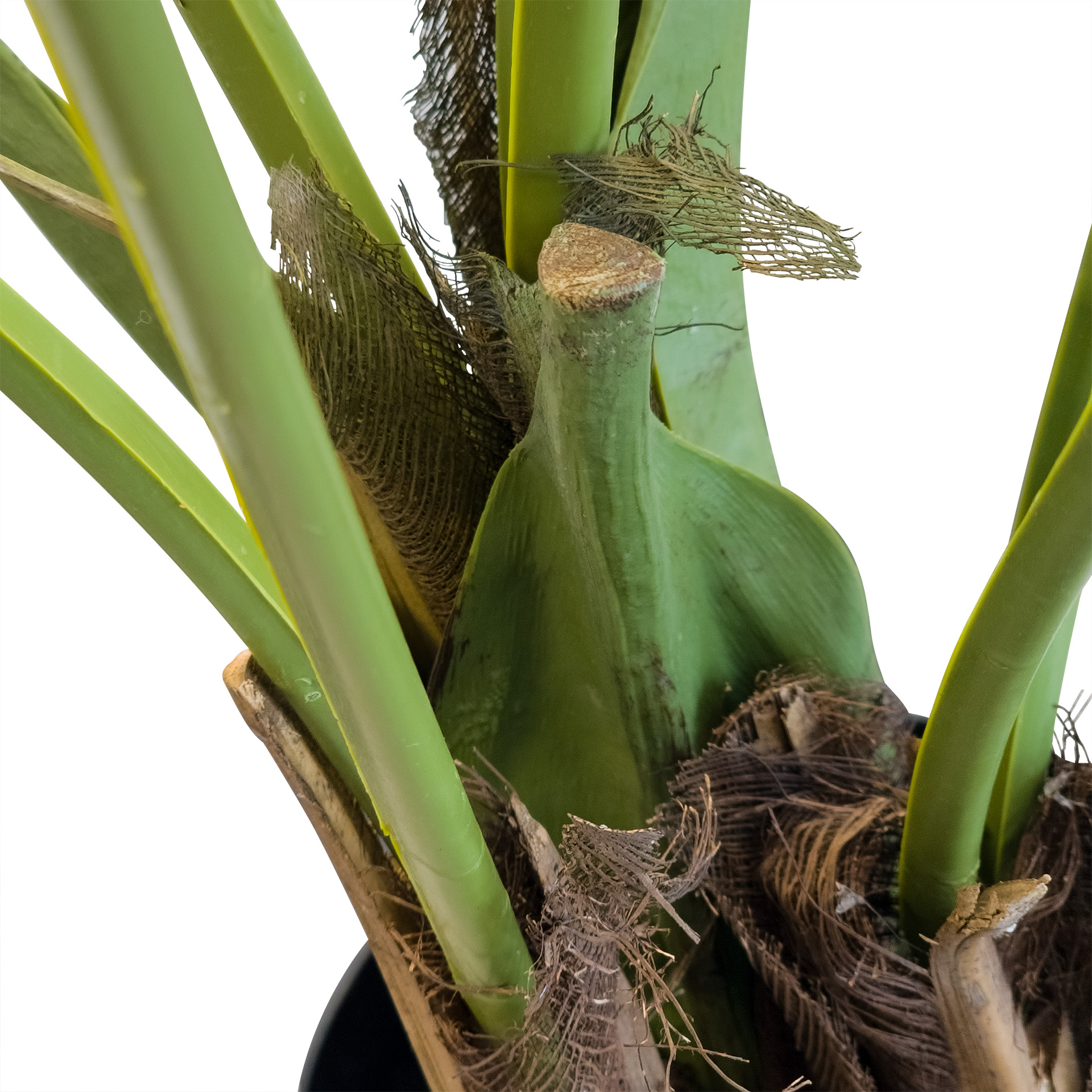 Kentia Palme, 120 cm