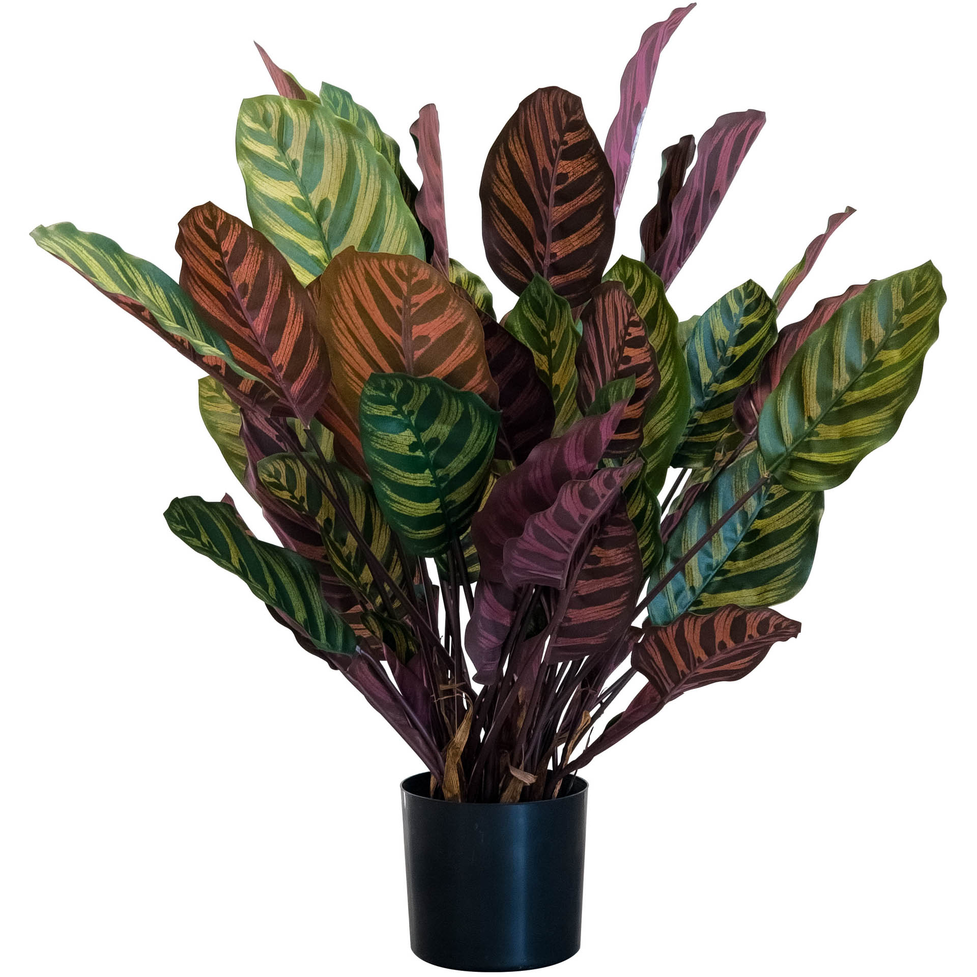 Calathea Makoyana rot/grün, 67 cm