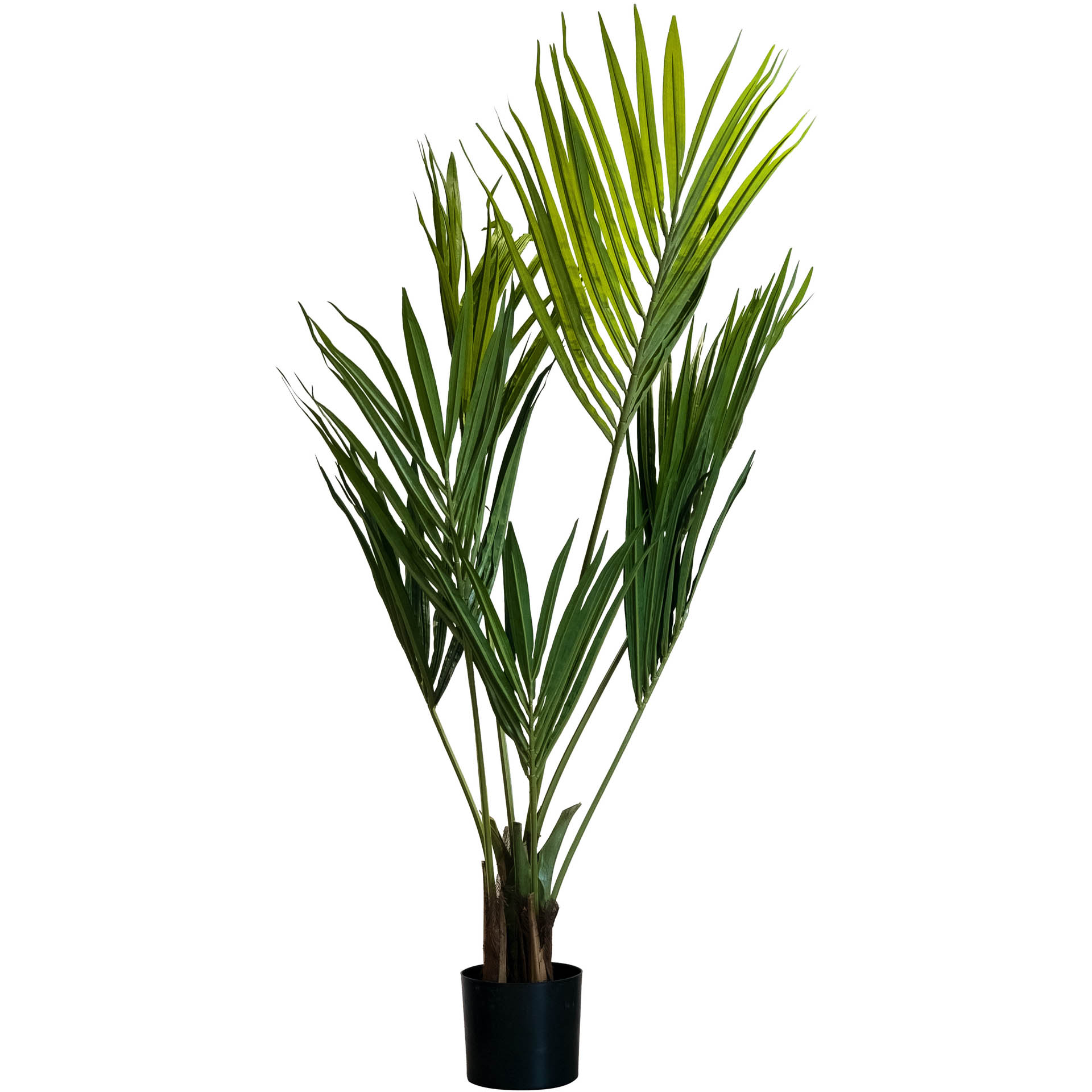 Kentia Palme, 120 cm